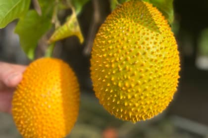 Sky Ladder Pineapple Farm